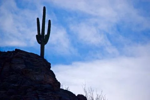 Cactus Stock Photos