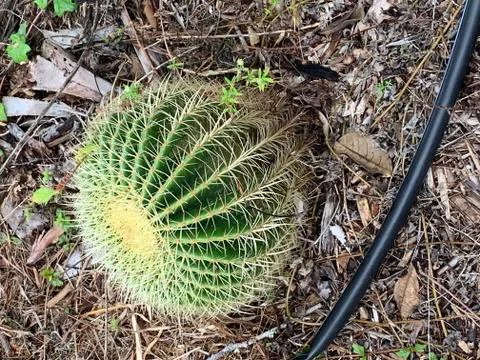 Cactus Fotos de archivo