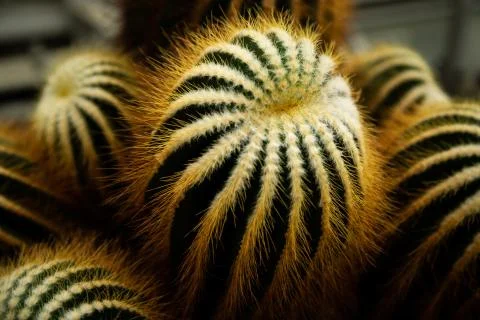 Cactus Stock Photos