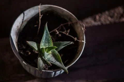 Cactus Foto stock