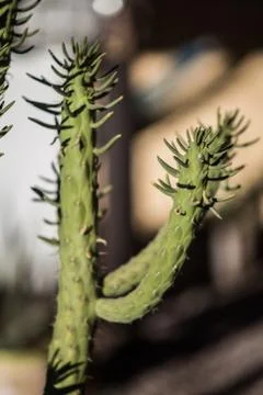 Cactus Stock Photos