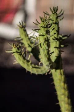 Cactus Stock Photos