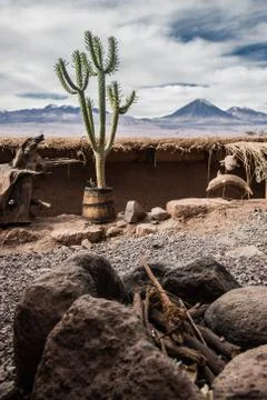 Cactus Stock Photos