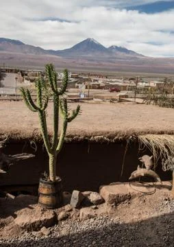 Cactus Stock Photos