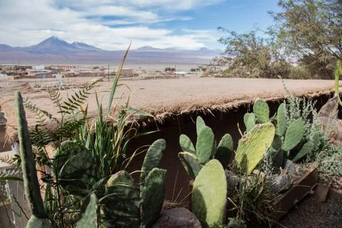 Cactus Foto stock