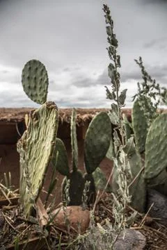 Cactus Stock Photos