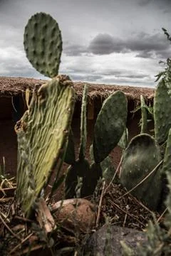 Cactus Stock Photos