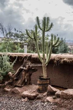 Cactus Stock-Fotos