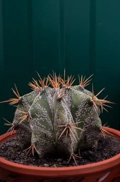 Cactus Stock Photos