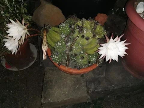 Cactus Stock Photos