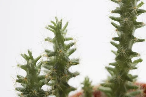 Cactus Stock Photos