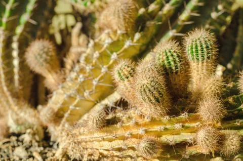 Cactus Stock Photos