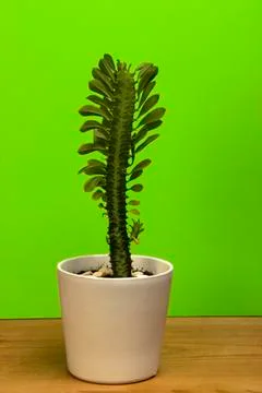 Cactus Stock Photos
