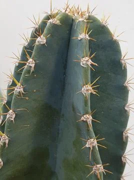 Cactus Stock Photos