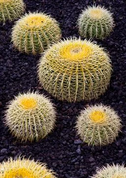 Cactus Stock Photos