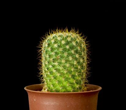 Cactus Stock Photos