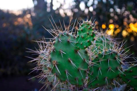 Cactus Stock Photos