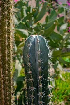 Cactus 스톡 사진