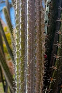 Cactus Stock Photos