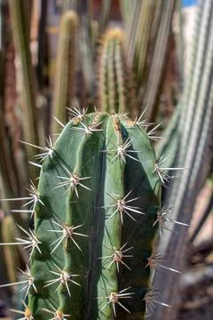 Cactus Stock Photos