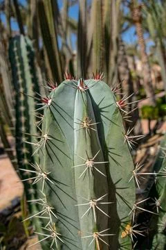 Cactus Stock Photos