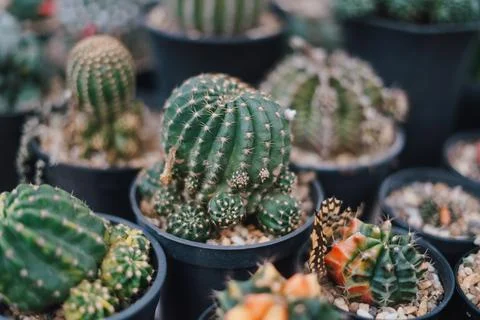 Cactus Stock Photos
