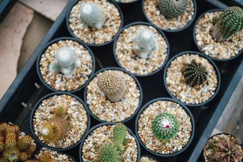 Cactus Stock Photos