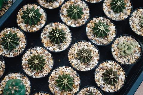 Cactus Stock Photos