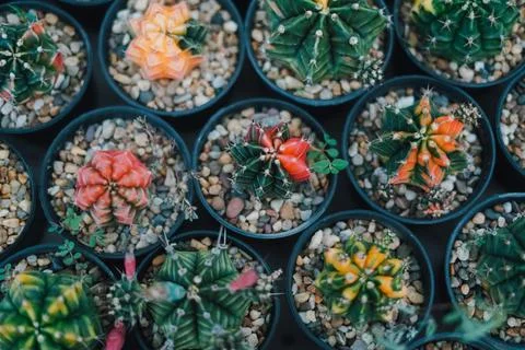 Cactus Stock Photos