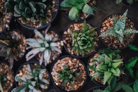 Cactus Stock Photos