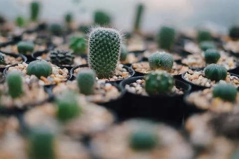 Cactus Stock Photos