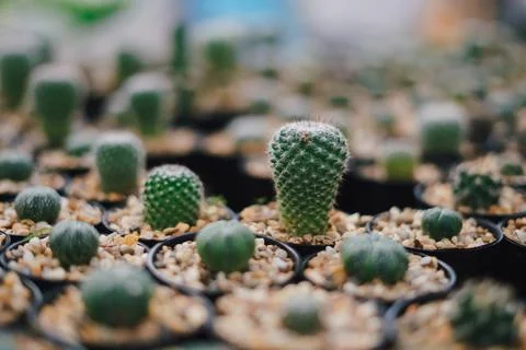 Cactus Stock Photos