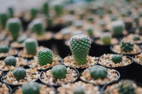 Cactus Stock Photos