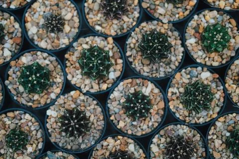 Cactus Stock Photos