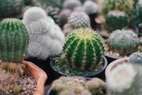 Cactus Stock Photos