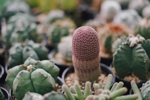 Cactus Stock Photos