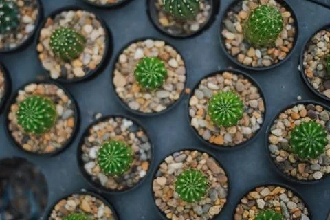 Cactus Stock Photos
