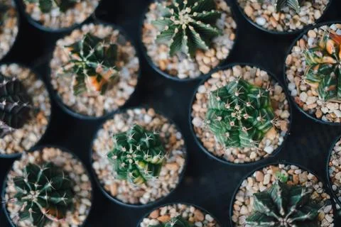Cactus Stock Photos