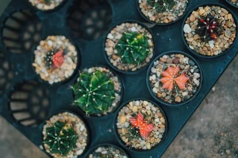 Cactus Stock Photos
