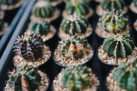 Cactus Stock Photos
