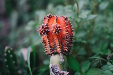 Cactus Stock Photos