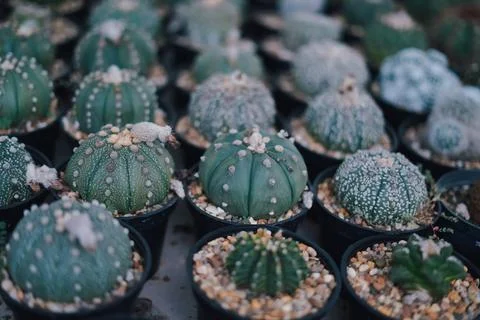 Cactus Stock Photos