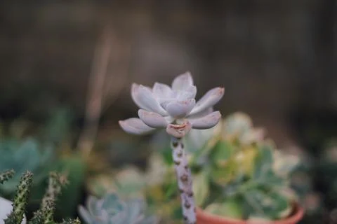 Cactus Stock Photos