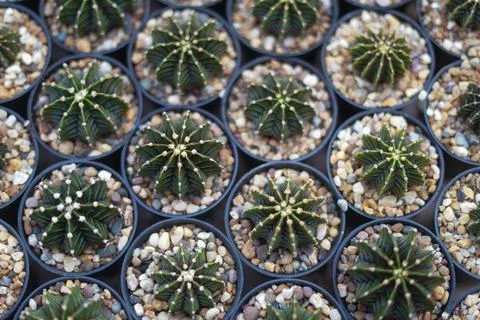 Cactus Stock Photos