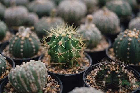 Cactus Stock Photos