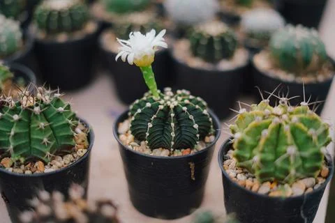 Cactus Stock Photos