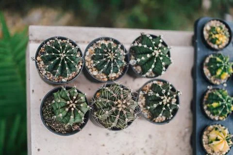 Cactus Stock Photos