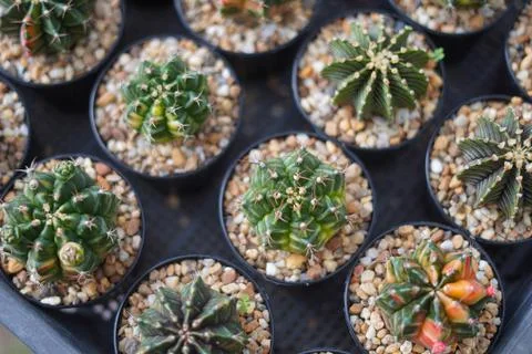 Cactus Stock Photos