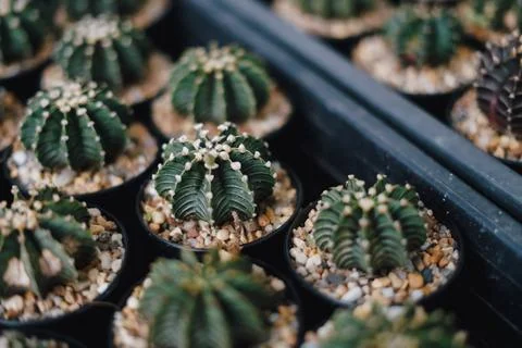 Cactus Stock Photos
