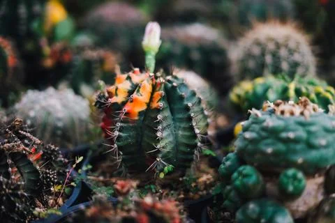 Cactus Stock Photos